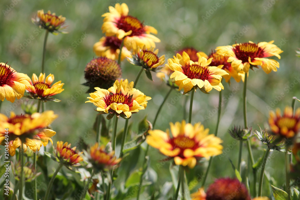 Yellow flowers of Gaillardia or blanketflower in garden Yellow flowers of Gaillardia or blanketflower in garden