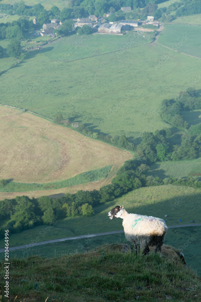 Obraz premium Lonely Sheep on a Mountain Top Looking Down the Valley in Peak District UK