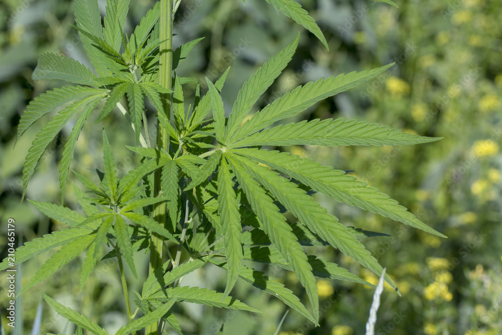 A view from above on a bush of wild hemp. A view from above on a bush of wild hemp.