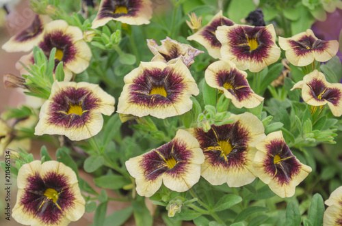 Calibrachoa Banana chocolate in  garden. photo