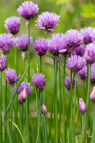 Blossoming onion (Allium schoenoprasum)