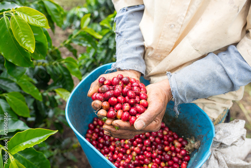 Worker carrying full bucket of ripe and red coffee beans