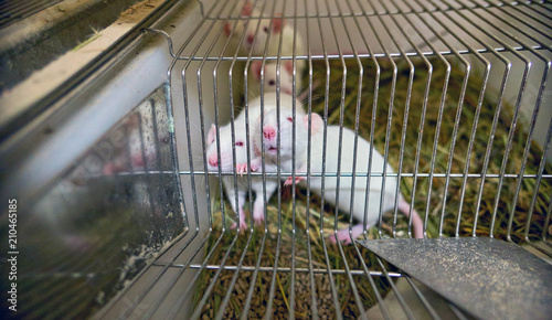 White laboratory mice animals with red eyes in cell 