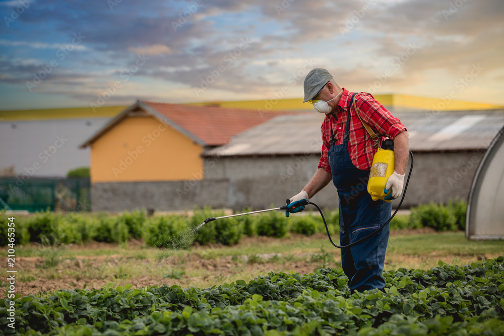 Fototapeta premium A middle age man works in his strawberry field