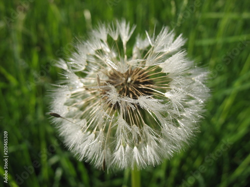 Сезон одуванчиков