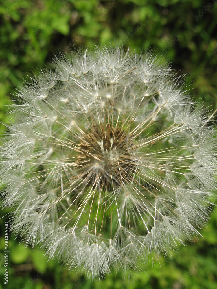 Obraz premium Сезон одуванчиков