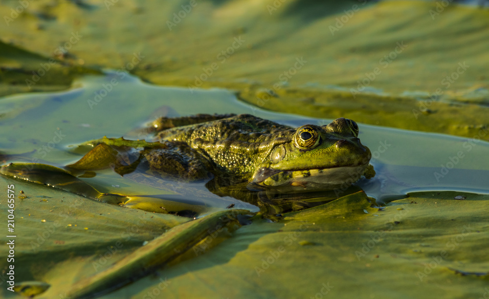 marsh toad on the leaves of a water lily marsh toad on the leaves of a water lily