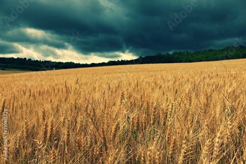 Fields