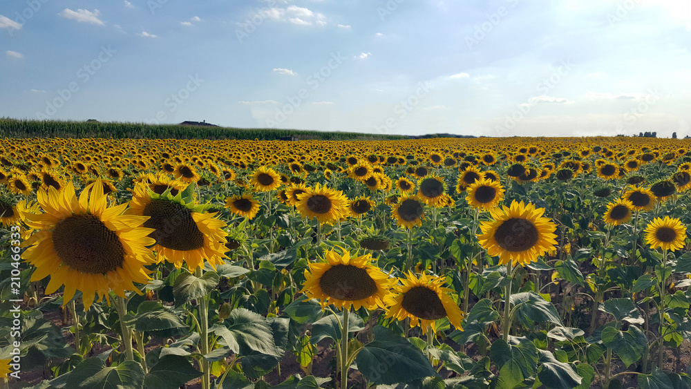Fototapeta premium Campo di girasoli