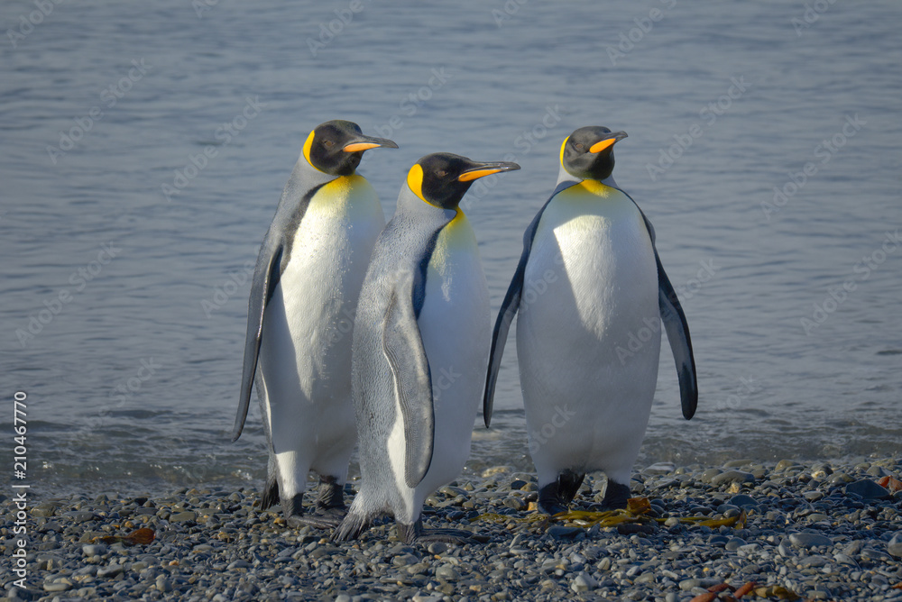 Obraz premium King Penguins, South Georgia Island, Antarctic