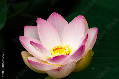 lotusflower photo