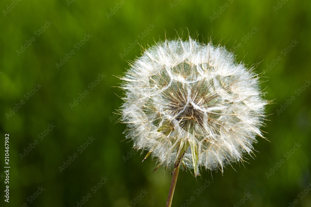 Fototapeta premium Closeup picture of Dandelion.