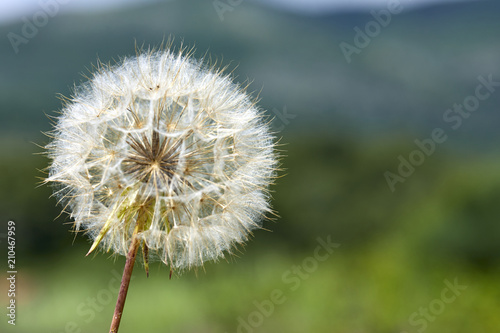Fototapeta Naklejka Na Ścianę i Meble -  Closeup picture of Dandelion.