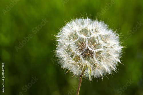 Fototapeta Naklejka Na Ścianę i Meble -  Closeup picture of Dandelion.