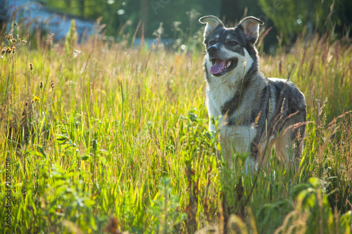 Fototapeta Naklejka Na Ścianę i Meble -  happy smiling gray dog in the nature