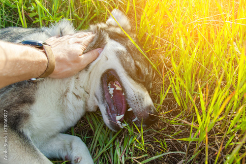 person stroking a happy smiling gray dog on nature, toned