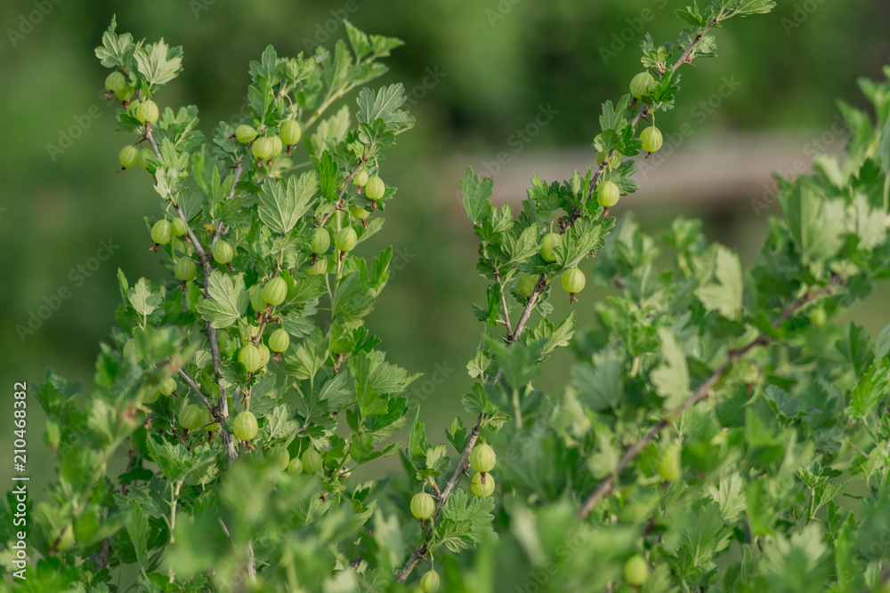 close up of gooseberry bush in the garden close up of gooseberry bush in the garden