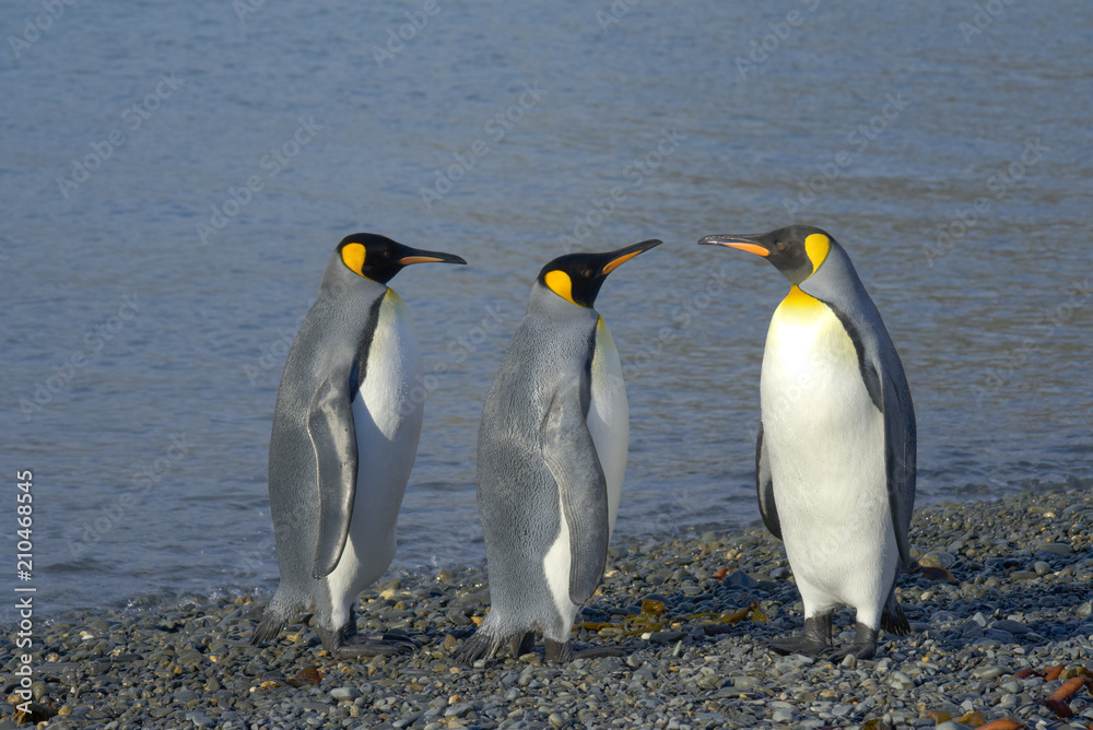 Fototapeta premium King Penguins, South Georgia Island, Antarctic