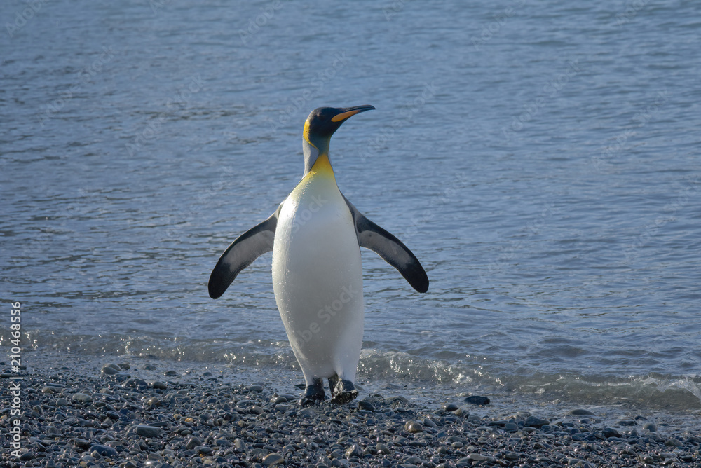 Obraz premium King Penguin, South Georgia Island, Antarctic