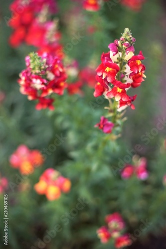 red flowers snapdragon