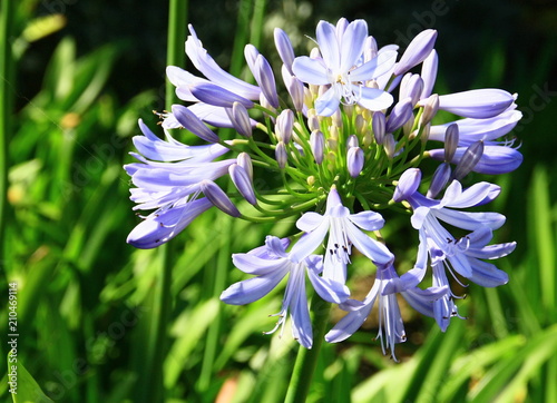 belle agapanthe bleue plante liliac  e 
