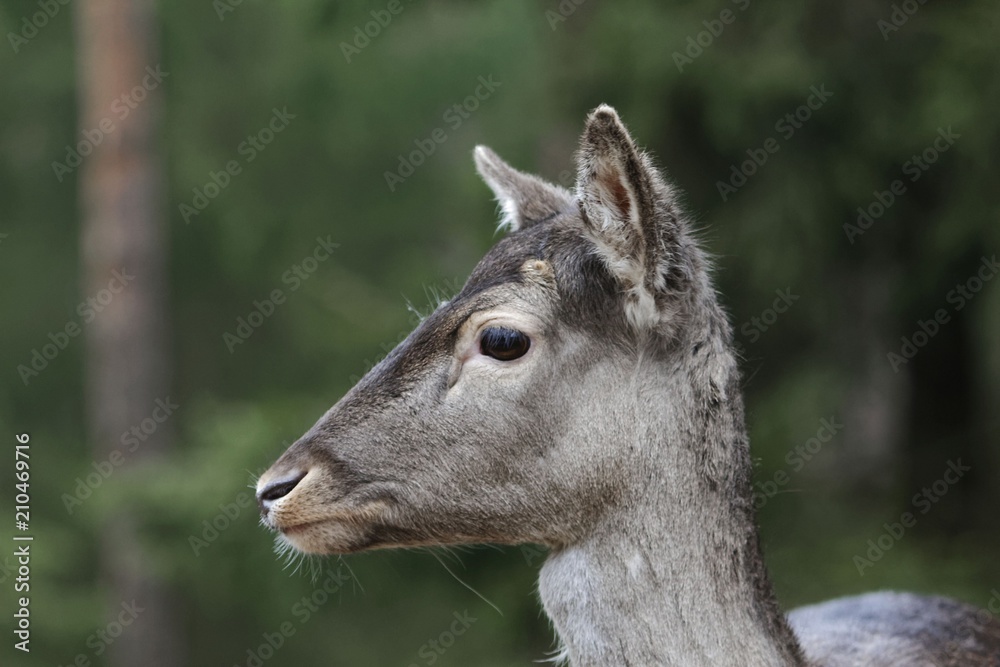 Head of a female fallow deer Head of a female fallow deer