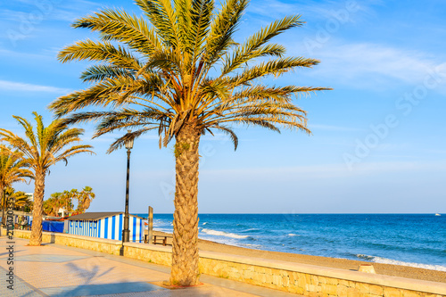 Palm tree on beach in Marbella town at sunset time  Costa del Sol  Spain