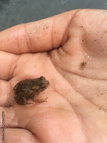 Baby toad in child’s hand