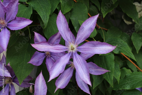 Large blue Clematis flowers close-up.