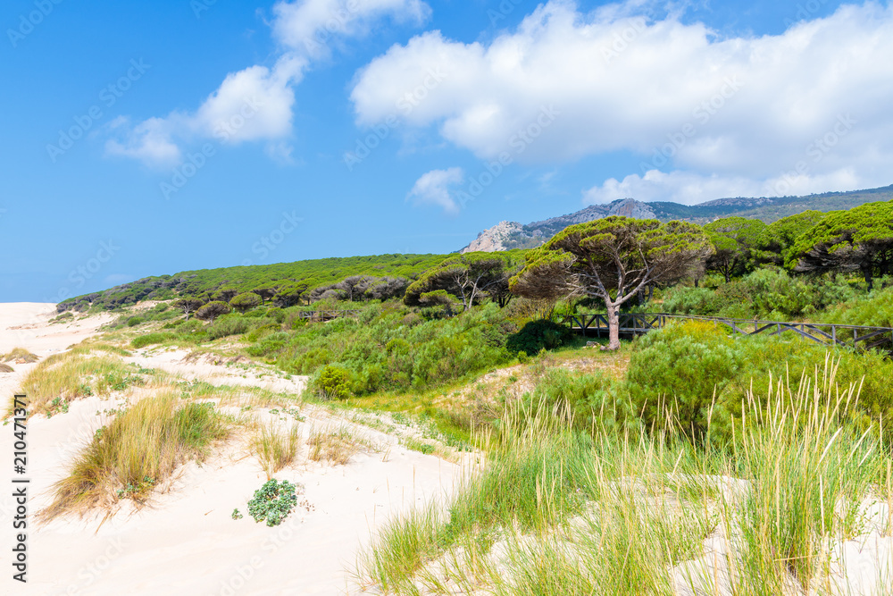 Grass sand dune Bolonia beach, Andalusia, Spain