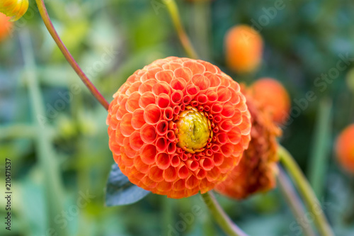 A different orange flower with spherical petals photo