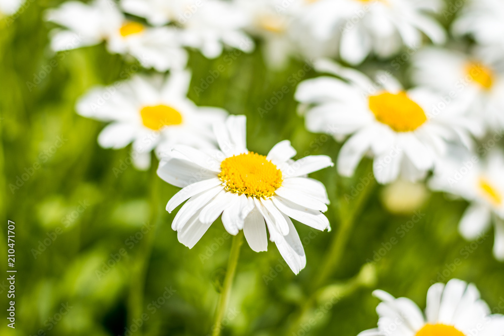 Fototapeta premium A field full of daisies, with green leaves