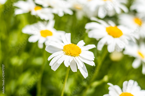 A field full of daisies  with green leaves