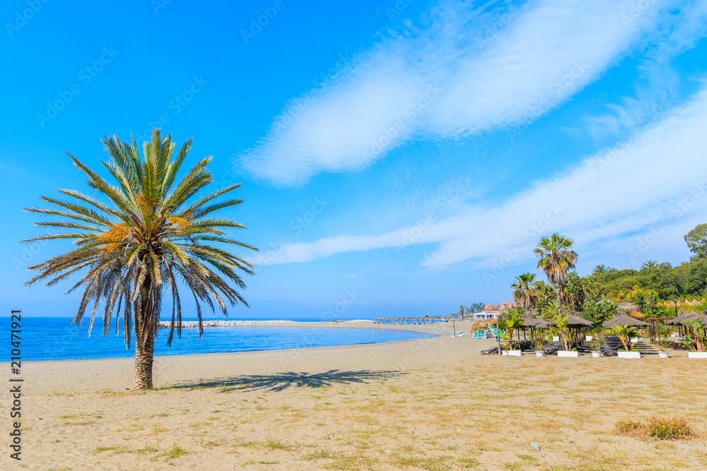 Palm tree on beautiful beach near Marbella town, Andalusia, Spain