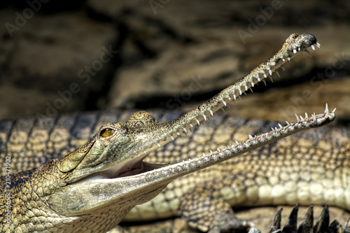 Gharial