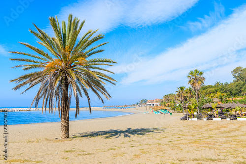 Palm tree on beautiful beach near Marbella, Andalusia, Spain