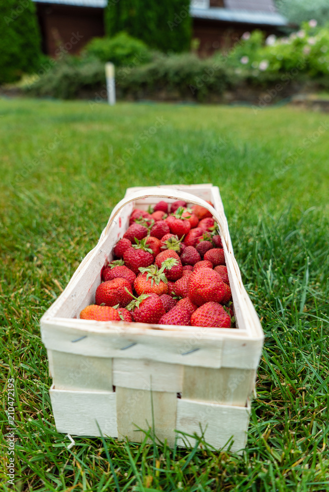 strawberries in the basket strawberries in the basket