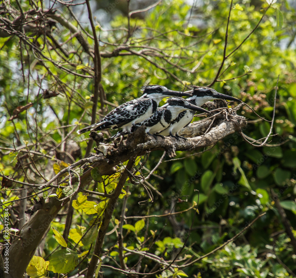 kingfisher kingfisher