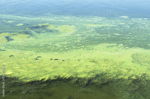 Algae polluted water in a river