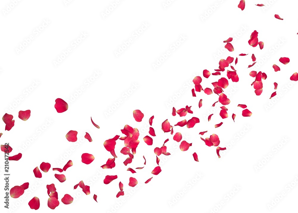 The petals of a red rose fly far into the distance The petals of a red rose fly far into the distance