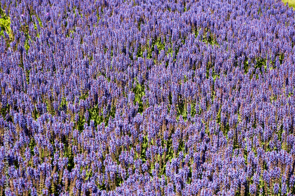 Naklejka premium Lavender