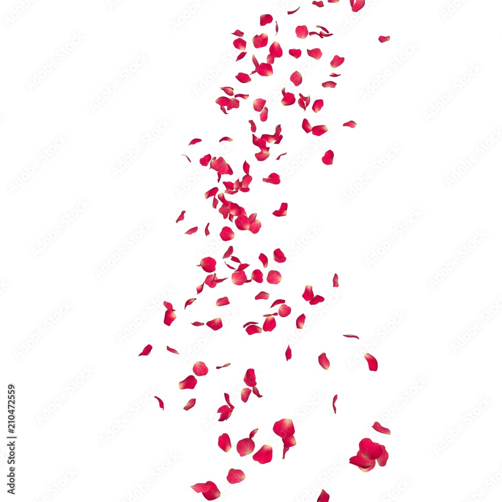 The petals of a red rose fly far into the distance The petals of a red rose fly far into the distance