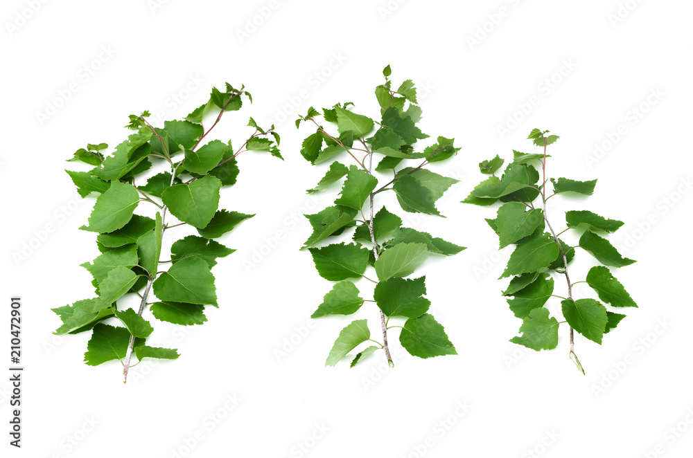 Birch branch with green leaves isolated on white background. Birch branch with green leaves isolated on white background.