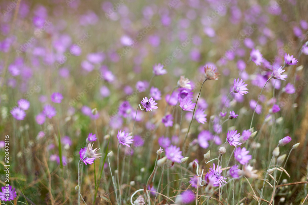 Naklejka premium Field of purple pink flowers on the hillside Summer season