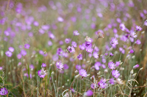 Field of purple pink flowers on the hillside Summer season © Andrii