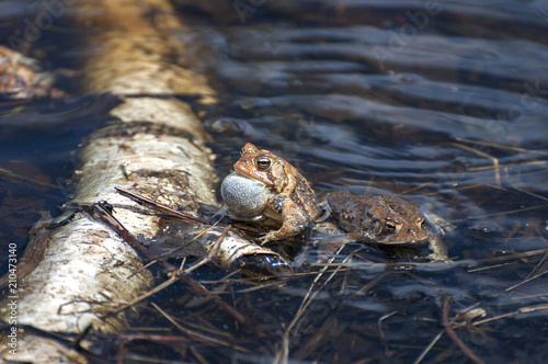 Croaking Frog