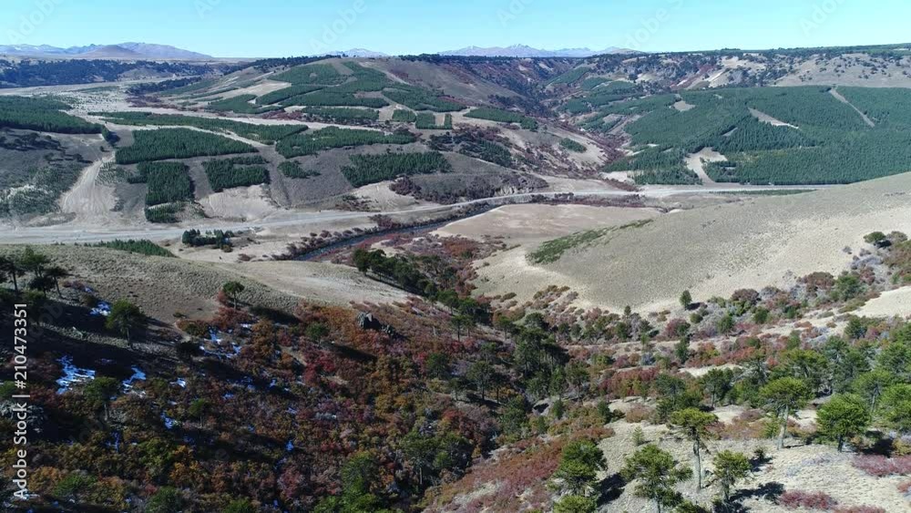 Aerial drone scene of Litran River, Araucarian woods in autumn. Villa Pehuenia - Moquehue. Patagonia Argentina. Camera with high point of view from woods to river.  Native vegetation.
