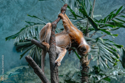 Upside down monkey