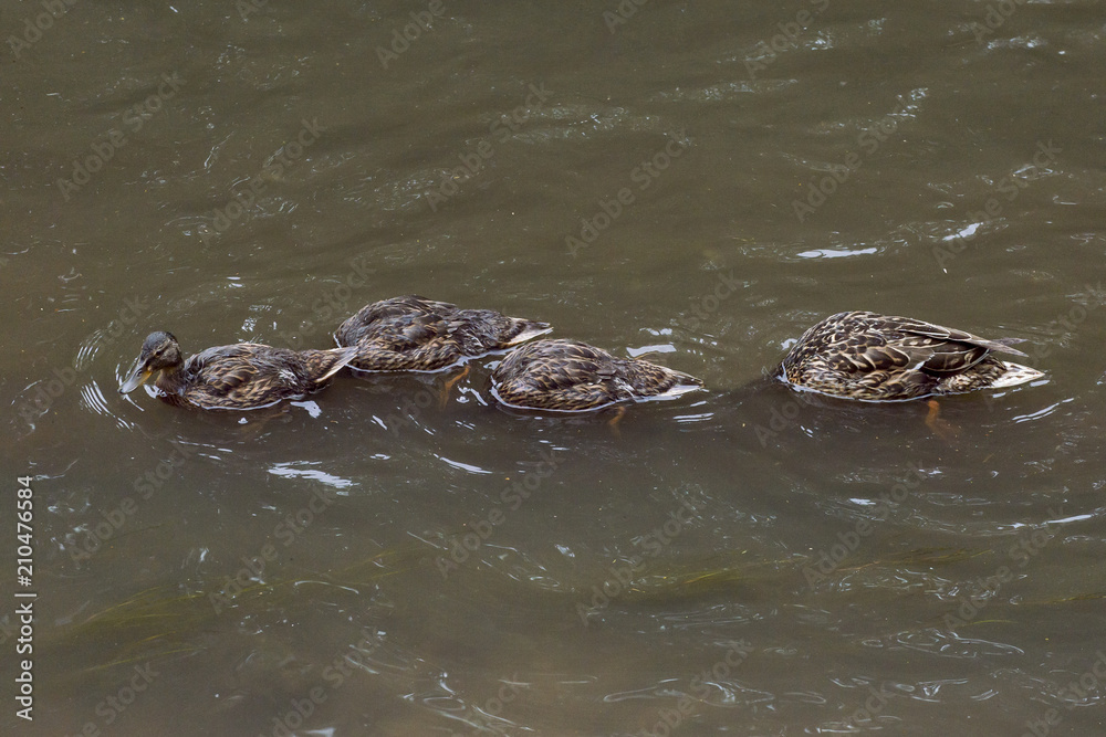 Ducks dived. Ducks dived.