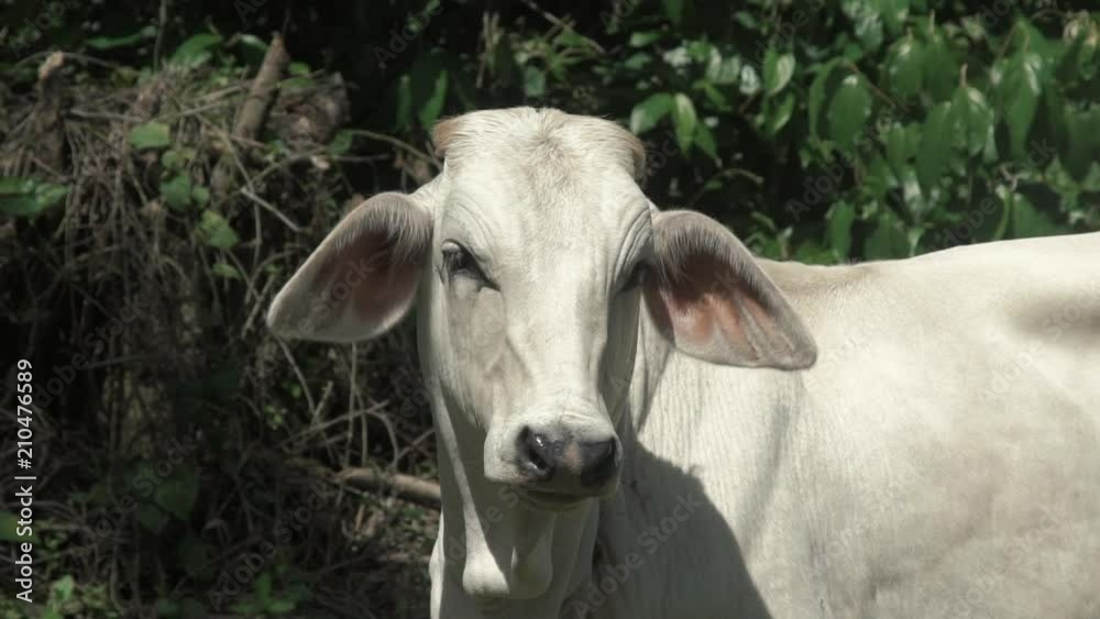 White Cow In Forest South America 4.mov White Cow In Forest South America 4.mov